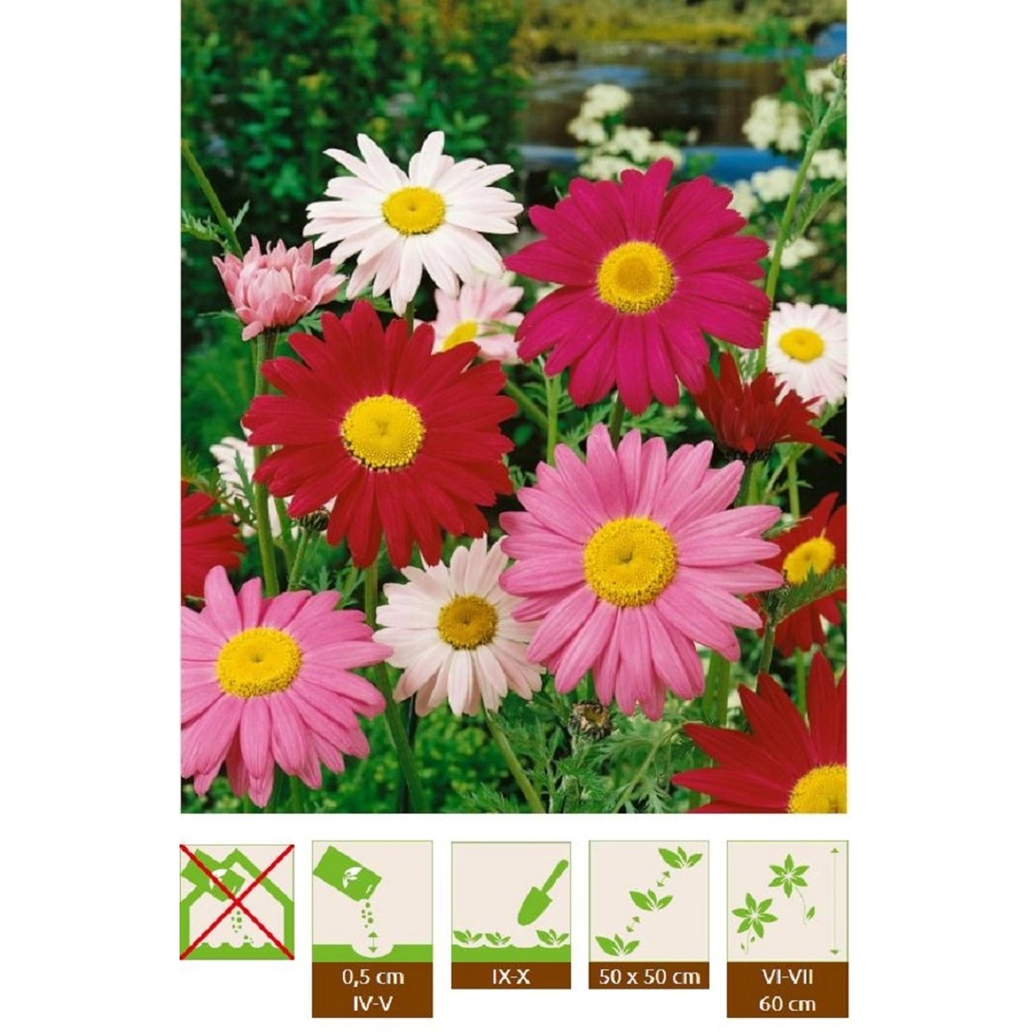 GardenSeed Premium Semínka Kopretina velkokvětá směs 0,2 g