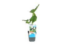 OBI Kornoutice africká bílá průměr květináče cca 9 cm Zantedeschia aethiopica OBI Kornoutice africká bílá průměr květináče cca 9 cm Zantedeschia aethiopica