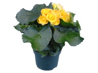 GROW by OBI Begónie Elatior žlutá