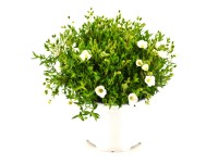 GROW by OBI Písečnice horská (Arenaria montana) bílá výška cca 26 cm