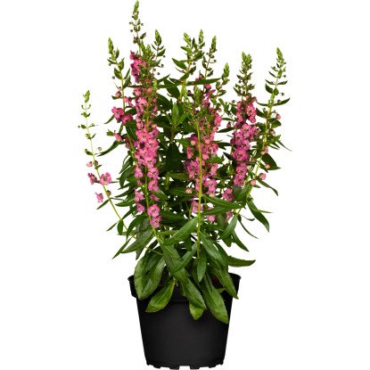 Angelonie úzkolistá (Angelonia angustifolia) pr. cca 13 cm