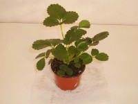 MONTANO Jahodník stáleplodící (Fragaria) 10-pack