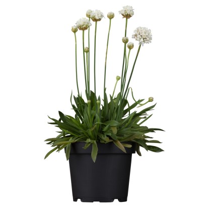 OBI Trávnička přímořská "Alba" bílá pr. květináče cca 9 cm x 9 cm