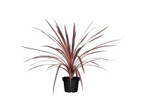 GROW by OBI Dračinka (Cordyline australis) 