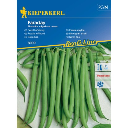 KIEPENKERL Fazol keříčkový (Phaseolus vulgaris var. nanus) Faraday
