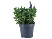 Royal Lemkes Rozrazil klasnatý (Veronica spicata) Royal Lemkes Rozrazil klasnatý (Veronica spicata)