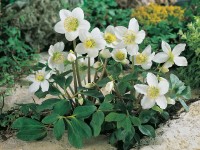 OBI Čemeřice OBI Čemeřice