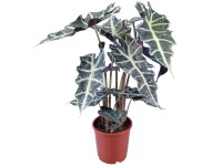agave montana winterhart Agave montana (Monte Strain) – Cistus Nursery main image 0