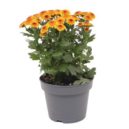 Listopadka (Chrysanthemum indicum) "Jellyfish", žlutá, 25 cm, pr. kv. cca 12 cm