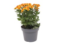 Listopadka (Chrysanthemum indicum) Listopadka (Chrysanthemum indicum)