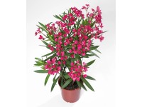 Oleandr obecný (Nerium oleander), 50 cm, pr. 17 cm