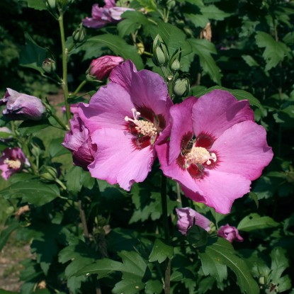 Ibišek syrský průměr květináče 23 cm