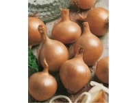 GardenSeed Premium Cibule sazečka Všetana, 300 g GardenSeed Premium Cibule sazečka Všetana, 300 g