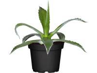 Agáve průměr květináče cca 17 cm