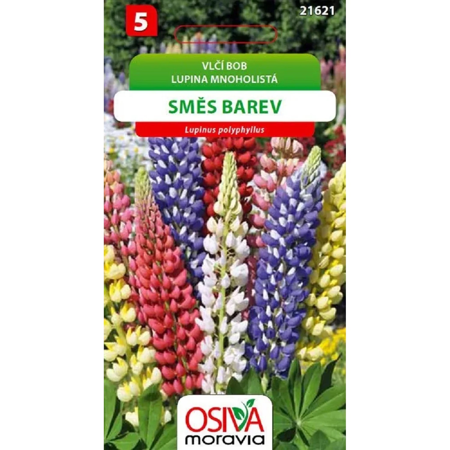 Semínka Vlčí bob směs barev (Lupinus polyphyllus)