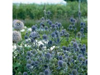 OBI Máčka plocholistá modrá pr. květináče cca 9 cm x 9 cm