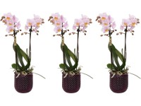 Orchidej motýlokvětá 