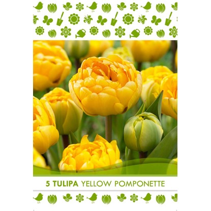 Royal De Ree Holland Květinové cibulky tulipán (Tulipa) "Yellow Pomponette" 5 ks