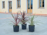 Dračinka Cordyline Australis