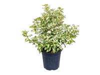GROW by OBI Hlošina Ebbingeova (Elaeagnus ebbingei) výška 60 cm GROW by OBI Hlošina Ebbingeova (Elaeagnus ebbingei) výška 60 cm