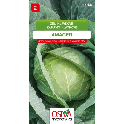 Semínka Zelí hlávkové Amager (Brassica oleracea convar. capitata var alba)