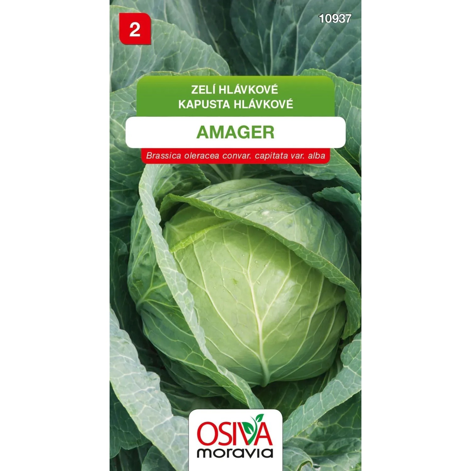 Semínka Zelí hlávkové Amager (Brassica oleracea convar. capitata var alba)