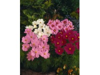 Okrasný košík barevný mix průměr květináče cca 13 cm