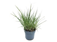 GROW by OBI Proso prutnaté (Panicum virgatum) GROW by OBI Proso prutnaté (Panicum virgatum)