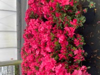 Pěnišník japonský (Azalea Japonica) mix kultivarů výška cca 20-30 cm, 2,5 l Pěnišník japonský (Azalea Japonica) mix kultivarů výška cca 20-30 cm, 2,5 l