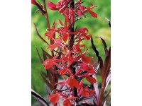 OBI Lobelka šarlatová červená průměr květináče cca 28 cm Lobelia cardinalis OBI Lobelka šarlatová červená průměr květináče cca 28 cm Lobelia cardinalis