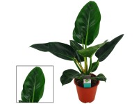 Philodendron Xanadu pr. kvtine cca 27 cm