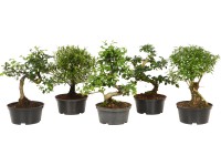 Bonsaje různé druhy pr. květináče cca 14 cm