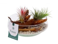 Tilandsie (Tillandsia) různé druhy aranžmá ve skleněné nádobě pr. 15 cm Tilandsie (Tillandsia) různé druhy aranžmá ve skleněné nádobě pr. 15 cm