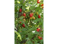 Dřín obecný (cornus mas) Schonbrunner Gourmet Dirndl