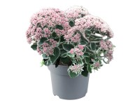 GROW by OBI Rozchodník nachový (Sedum telephium) GROW by OBI Rozchodník nachový (Sedum telephium)