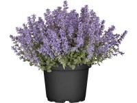 GROW by OBI Šanta zkřížená (Nepeta x faassenii), pr. cca 19 cm GROW by OBI Šanta zkřížená (Nepeta x faassenii), pr. cca 19 cm