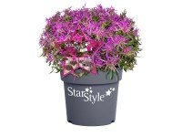 Japonská azalka (Rhododendron obtusum) Japonská azalka (Rhododendron obtusum)