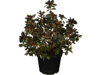 Rododendron Rododendron