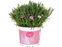 Royal Lemkes Hvozdík (Dianthus) 