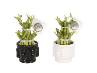 Dračinec pruhovaný 