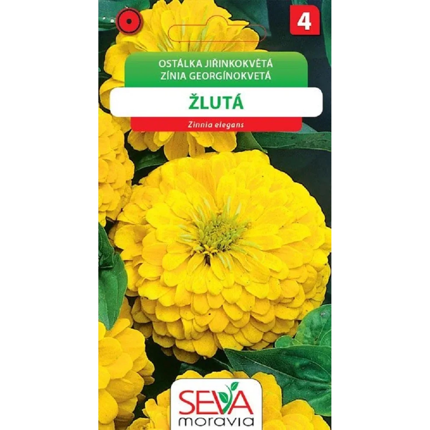 Semínka Ostálka jiřinkokvětá žlutá (Zinnia elegans)