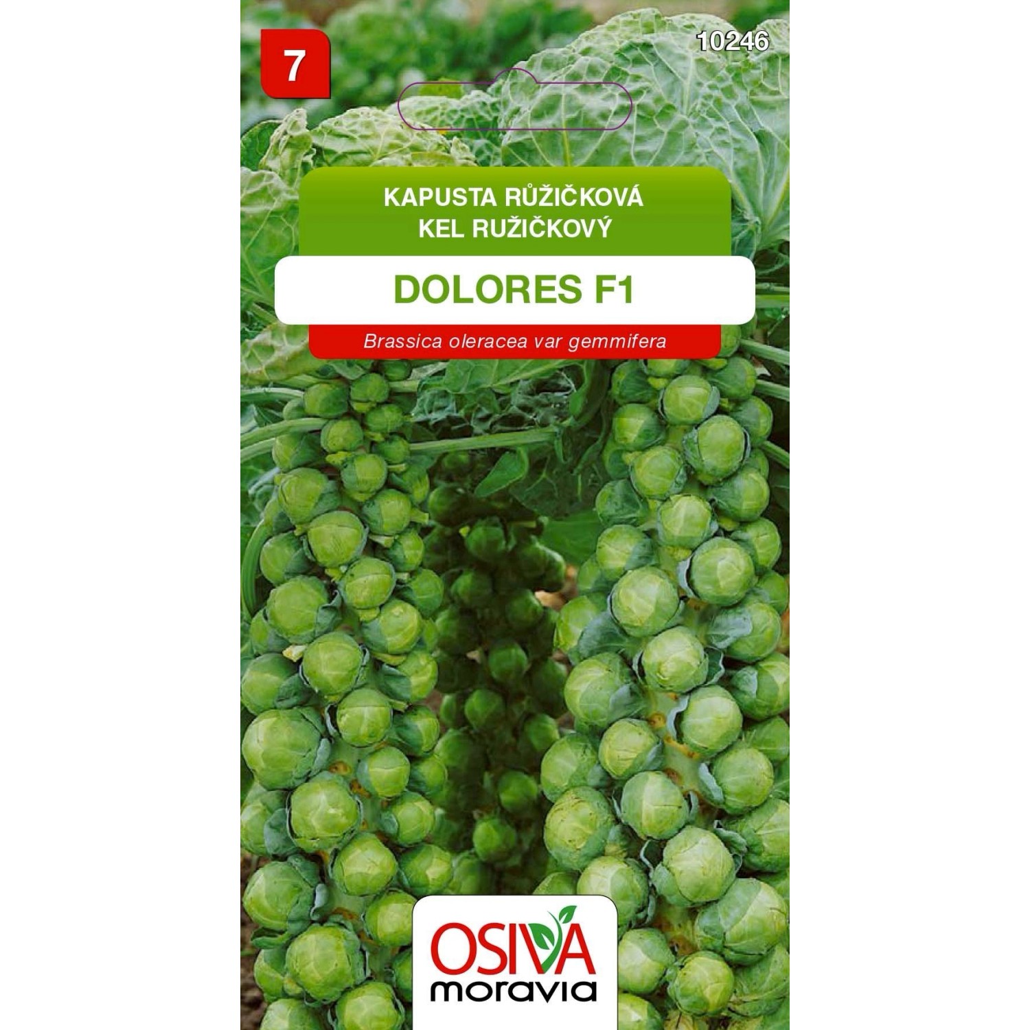 Semienka Kapusta růžičková Dolores F1