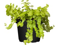 OBI Vrbina žlutá průměr květináče cca 13 cm Lysimachia OBI Vrbina žlutá průměr květináče cca 13 cm Lysimachia
