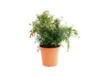 GROW by OBI Okrasné granátové jablko (Punica granatum Nana Gracilis.), kv. 10 l