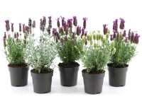 Levandule (Levand. stoechas) Levandule (Levand. stoechas)