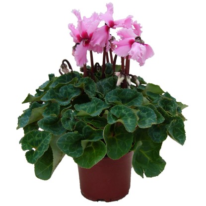 Brambořík s třepenitým okrajem květu, pr. květináče 12 cm