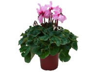 Brambořík s třepenitým okrajem květu, pr. květináče 12 cm