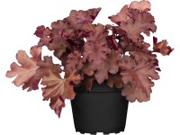 GROW by OBI Dlužicha krvavá (Heuchera Meristeme), pr. květináče 19 cm