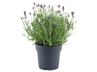 OBI Levandule (Lavandula angustifolia) OBI Levandule (Lavandula angustifolia)