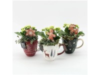 Aranžmá kolopejky a piley ve vánočním hrnku, různé druhy, pr. 12 cm Aranžmá kolopejky a piley ve vánočním hrnku, různé druhy, pr. 12 cm